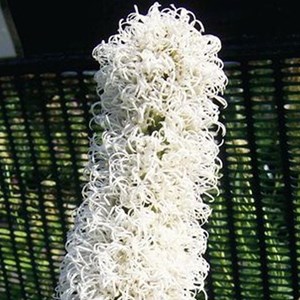 6 x liatride, plume du kansas - liatris spicata 'floristan weiss' - godet 9x9