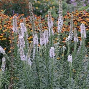 6 x liatride, plume du kansas - liatris spicata 'floristan weiss' - godet 9x9