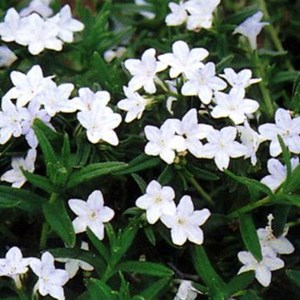 6 x grémil  - lithodora diffusa 'alba'  - godet 9x9 cm