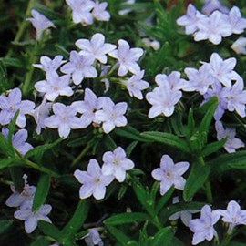 6 x grémil  - lithodora diffusa 'cambridge blue'  - godet 9x9 cm