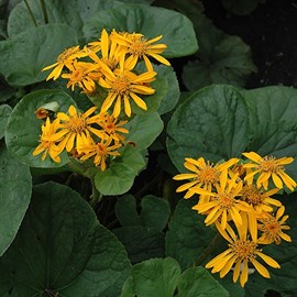 6 x ligulaire  - ligularia dentata 'desdemona'  - godet 9x9 cm