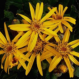 6 x ligulaire  - ligularia dentata 'desdemona'  - godet 9x9 cm