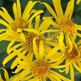 6 x ligulaire - ligularia dentata  - godet 9x9 cm