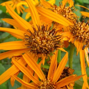 6 x ligulaire - ligularia dentata  - godet 9x9 cm
