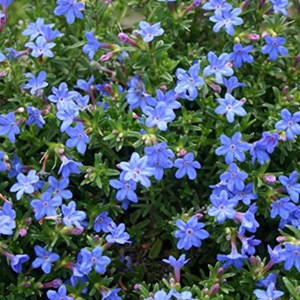 6 x grémil  - lithodora diffusa 'heavenly blue'  - godet 9x9 cm