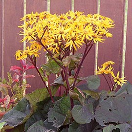6 x ligulaire  - ligularia dentata 'othello'  - godet 9x9 cm