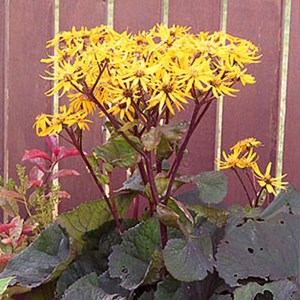 6 x ligulaire  - ligularia dentata 'othello'  - godet 9x9 cm