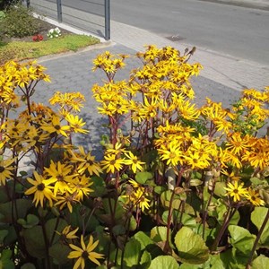 6 x ligulaire  - ligularia dentata 'othello'  - godet 9x9 cm