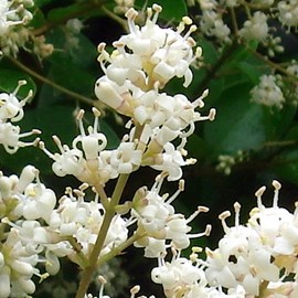 Troène du japon  - ligustrum japonicum 'rotundifolium'  - 15-20 cm pot