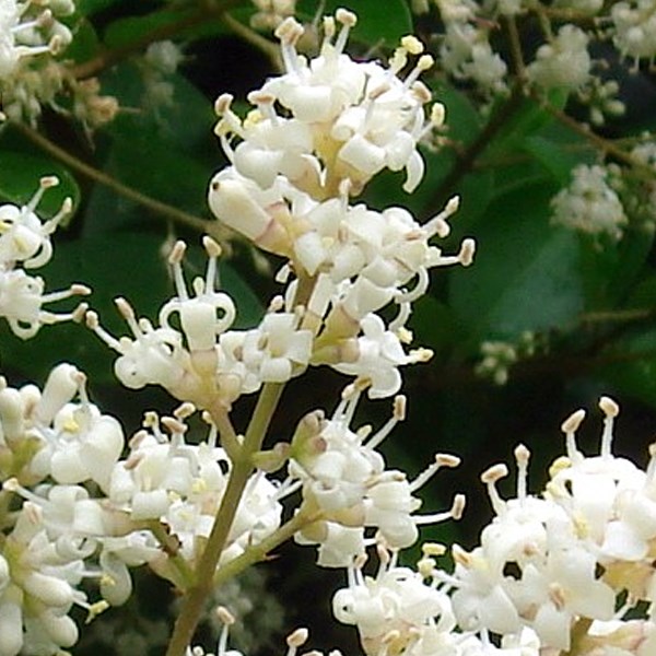 Arborix - Troène du japon  - ligustrum japonicum 'rotundifolium'  - 15-20 cm pot