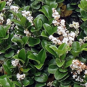 Troène du japon  - ligustrum japonicum 'rotundifolium'  - 15-20 cm pot