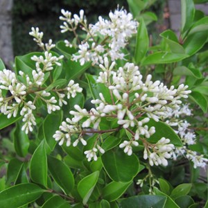 Ligustrum japonicum 'texanum' - 60-80 cm pot