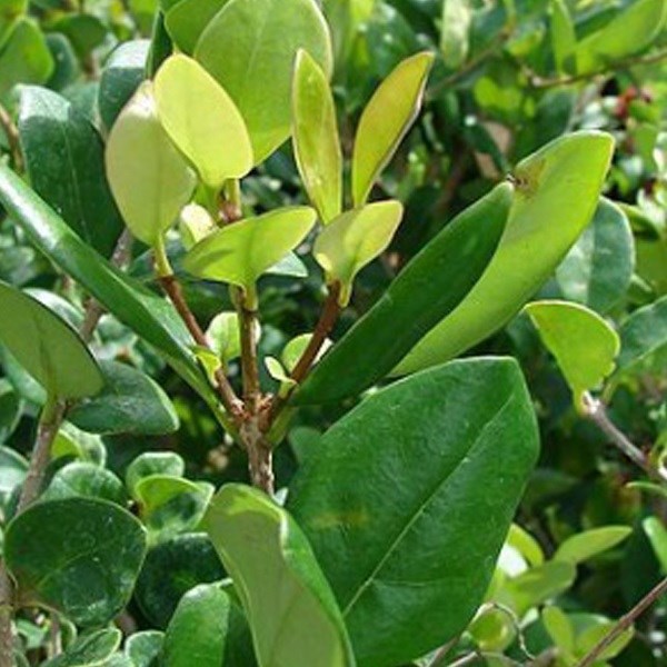 Arborix - 2 x ligustrum japonicum 'texanum' - 30-40 cm pot