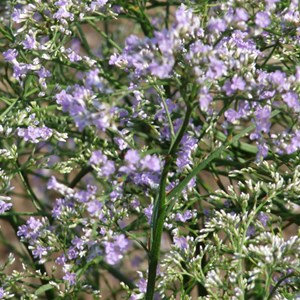 6 x statice - limonium latifolium  - godet 9x9 cm