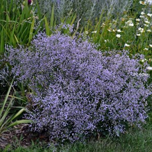 6 x statice - limonium latifolium  - godet 9x9 cm