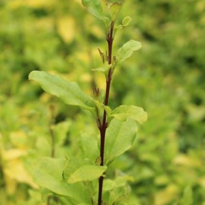 2 x troène de californie 'lemon lime' - ligustrum ovalifolium 'lemon and lime'