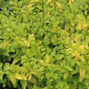 2 x troène de californie 'lemon lime' - ligustrum ovalifolium 'lemon and lime'