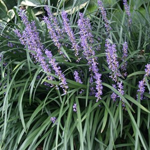 Liriope muscari 'big blue' - godet 9x9 cm