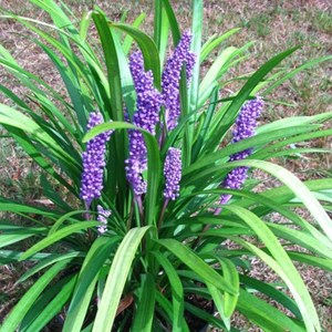 6 x liriope muscari 'big blue' - godet 9x9 cm