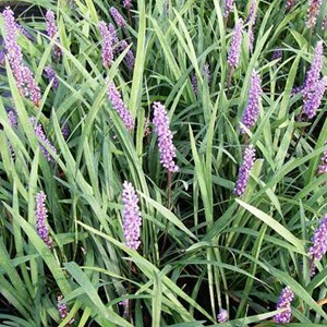Liriope muscari 'ingwersen' - godet 9x9 cm
