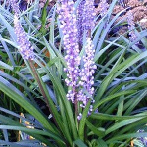 6 x liriope muscari 'ingwersen' - godet 9x9 cm