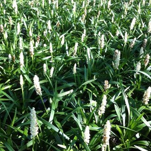 Liriope muscari 'monroe white' - godet 9x9 cm