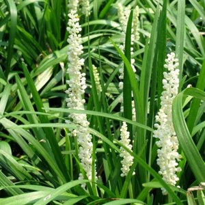 6 x liriope muscari 'monroe white' - godet 9x9 cm