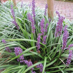 Liriope muscari - godet 9x9 cm