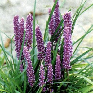 Liriope muscari - godet 9x9 cm