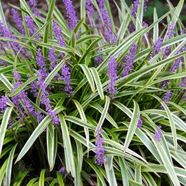 Liriope muscari 'variegata' - godet 9x9 cm