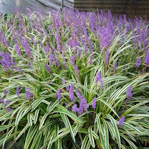 Liriope muscari 'variegata' - godet 9x9 cm