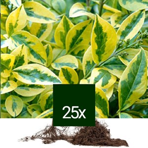 Troène de californie - racine nue - ligustrum ovalifolium 'aureum' - 25 x 60-90