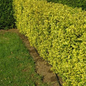 Troène de californie - racine nue - ligustrum ovalifolium 'aureum' - 25 x 40-60