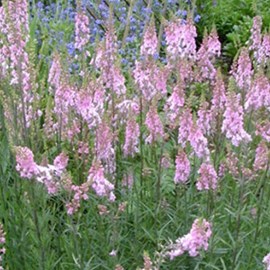 6 x linaire pourpre  - linaria purpurea 'canon j. Went'  - godet 9x9 cm
