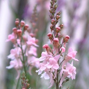 6 x linaire pourpre  - linaria purpurea 'canon j. Went'  - godet 9x9 cm
