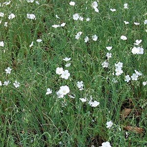 6 x lin vivace  - linum perenne 'diamant'  - godet 9x9 cm