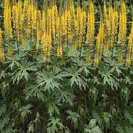 6 x ligulaire de chine - ligularia przewalskii  - godet 9x9 cm