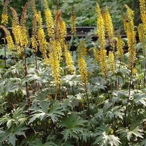 6 x ligulaire de chine - ligularia przewalskii  - godet 9x9 cm