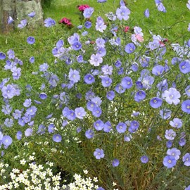 6 x lin vivace  - linum perenne 'saphir'  - godet 9x9 cm