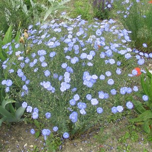 6 x lin vivace  - linum perenne 'saphir'  - godet 9x9 cm