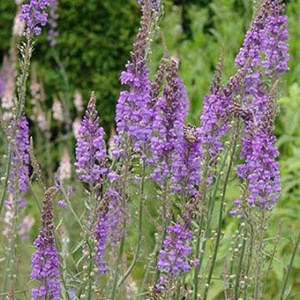 6 x linaire pourpre - linaria purpurea  - godet 9x9 cm