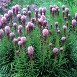 6 x liatride, plume du kansas  - liatris spicata 'kobold'  - godet 9x9 cm