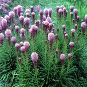 6 x liatride, plume du kansas  - liatris spicata 'kobold'  - godet 9x9 cm