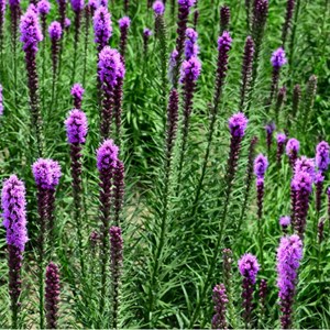 6 x liatride, plume du kansas  - liatris spicata 'kobold'  - godet 9x9 cm