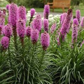 6 x liatride, plume du kansas - liatris spicata  - godet 9x9 cm