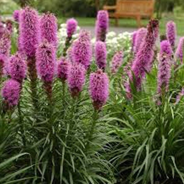 6 x liatride, plume du kansas - liatris spicata - godet 9x9 cm