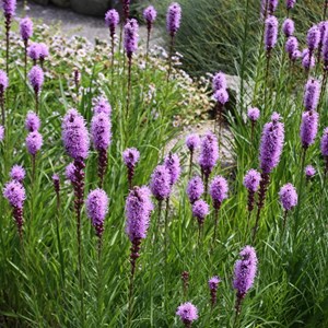 6 x liatride, plume du kansas - liatris spicata  - godet 9x9 cm