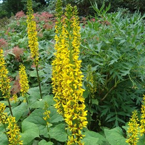 6 x ligulaire du shavalski  - ligularia 'the rocket'  - godet 9x9 cm