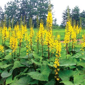 6 x ligulaire du shavalski  - ligularia 'the rocket'  - godet 9x9 cm