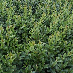2 x troène commun  - ligustrum vulgare 'atrovirens'  - 60-80 cm pot